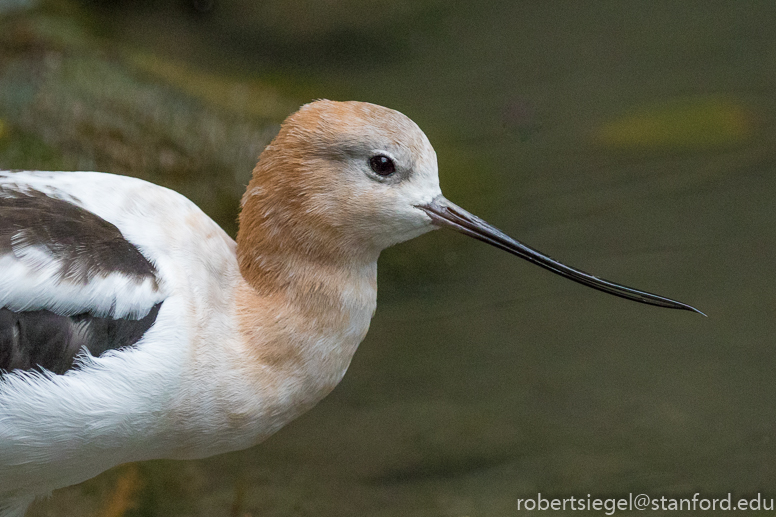 avocet